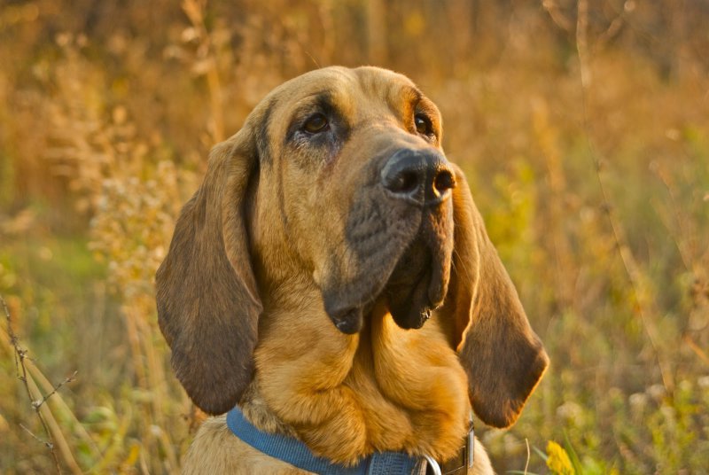 Bloodhounds Wallpapers 4.jpg