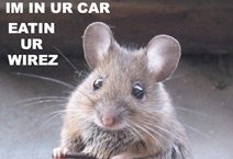 mouse-in-car.jpg