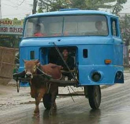cow truck.jpg